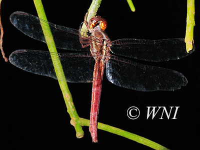 Side-striped Skimmer (Orthemis aequilibris)